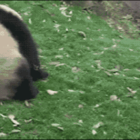 淋巴瘤/骨髓瘤--医考帮 淋巴瘤/骨髓瘤--医考帮