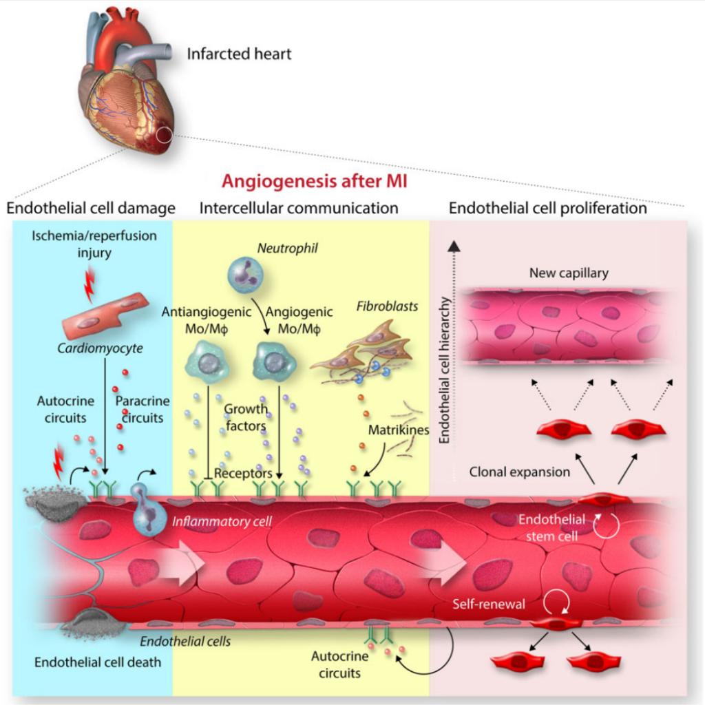文献阅读【Angiogenesis 文献阅读【Angiogenesis
