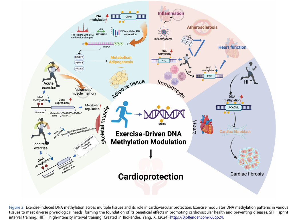 【文献】心血管疾病中运动介导的表观遗传修饰 【文献】心血管疾病中运动介导的表观遗传修饰