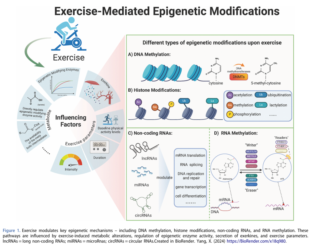 【文献】心血管疾病中运动介导的表观遗传修饰 【文献】心血管疾病中运动介导的表观遗传修饰