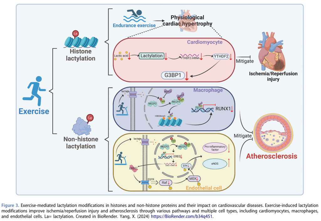 【文献】心血管疾病中运动介导的表观遗传修饰 【文献】心血管疾病中运动介导的表观遗传修饰