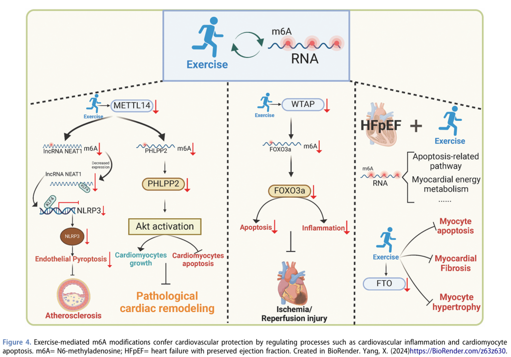 【文献】心血管疾病中运动介导的表观遗传修饰 【文献】心血管疾病中运动介导的表观遗传修饰